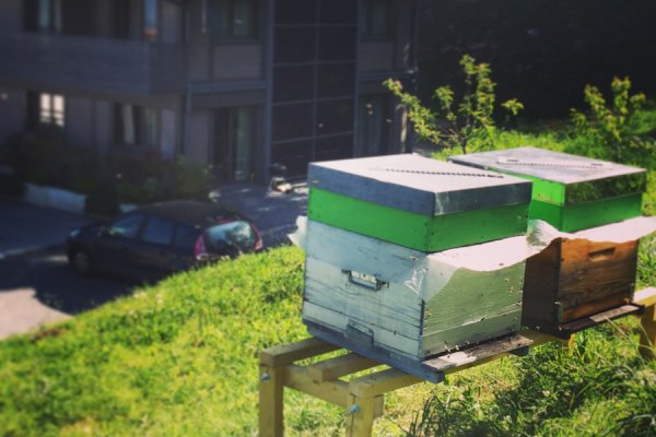 Les abeilles ont choisies le Restaurant La Croix de Savoie aux Carroz pour l’été en Haute-Savoie